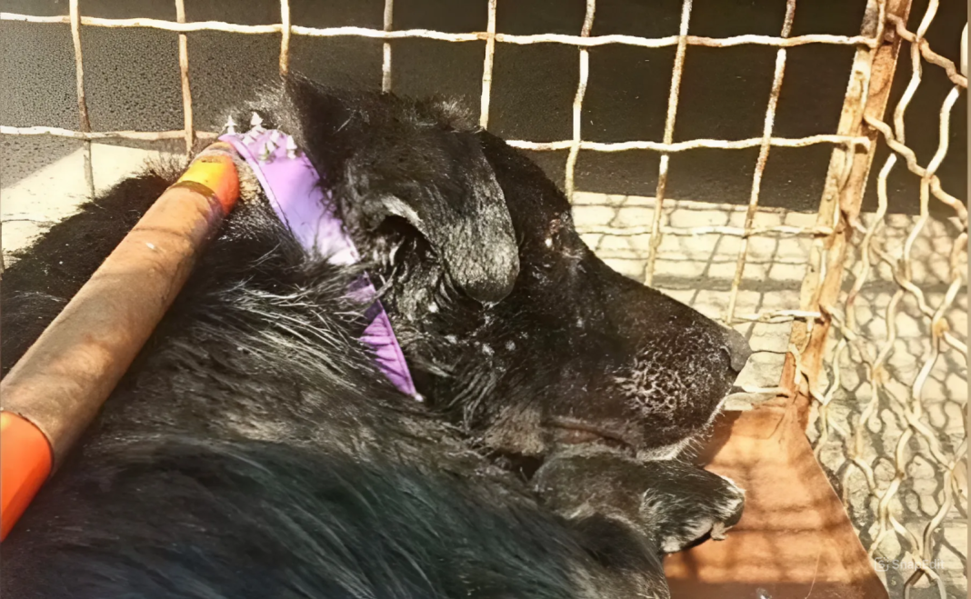 Врятований собака. Фото: скриншот з відео Kyiv Animal Rescue Group