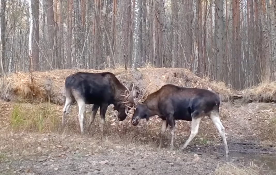 Лосі-самці міряються силою. Фото: скриншот з відео BBC News Україна