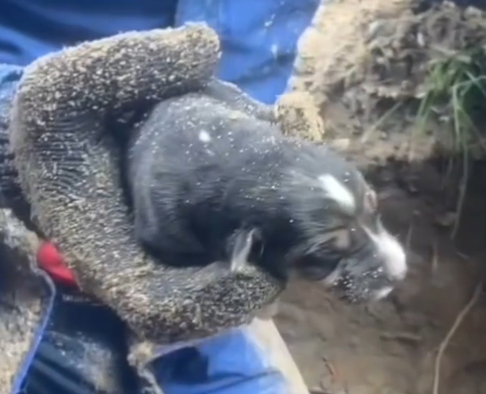 Врятоване цуценя. Фото: скриншот з відео Kyiv Animal Rescue Group