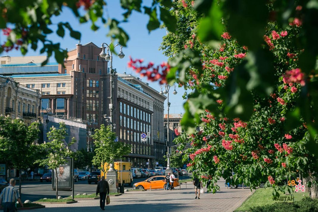 У Києві цвітуть каштани. Фото: Kashtan News