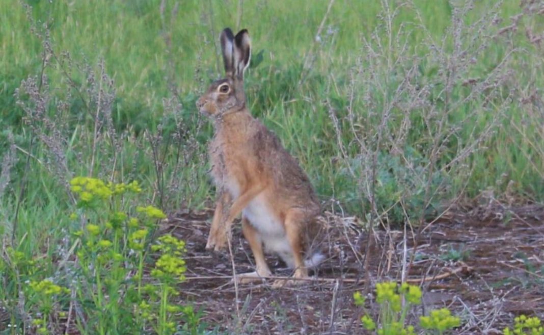 Зайця врятували фахівці. Фото: Чорнобильський заповідник