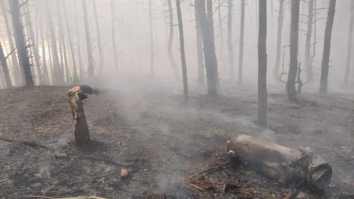 Дерева в лісі після російського обстрілу. Фото: ДП 