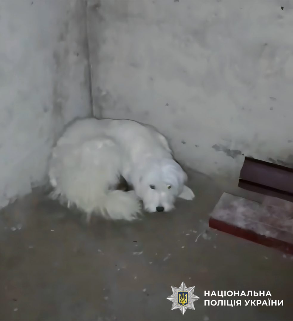 Врятована собака. Фото: Поліція Київщини