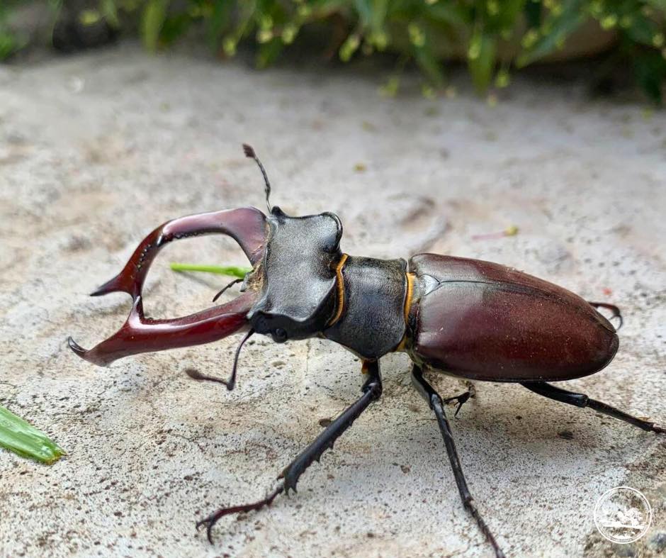 Жук-олень (Lucanus cervus). Фото: Чорнобильський Радіаційно-екологічний Біосферний Заповідник