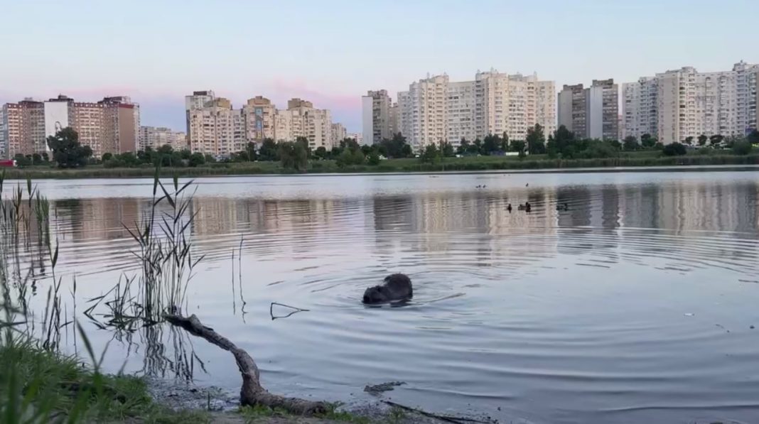 Бобра помітили на озері в Києві. Фото: скриншот
