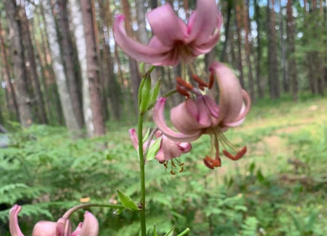 Лілія лісова. Фото: Чорнобильській зоні