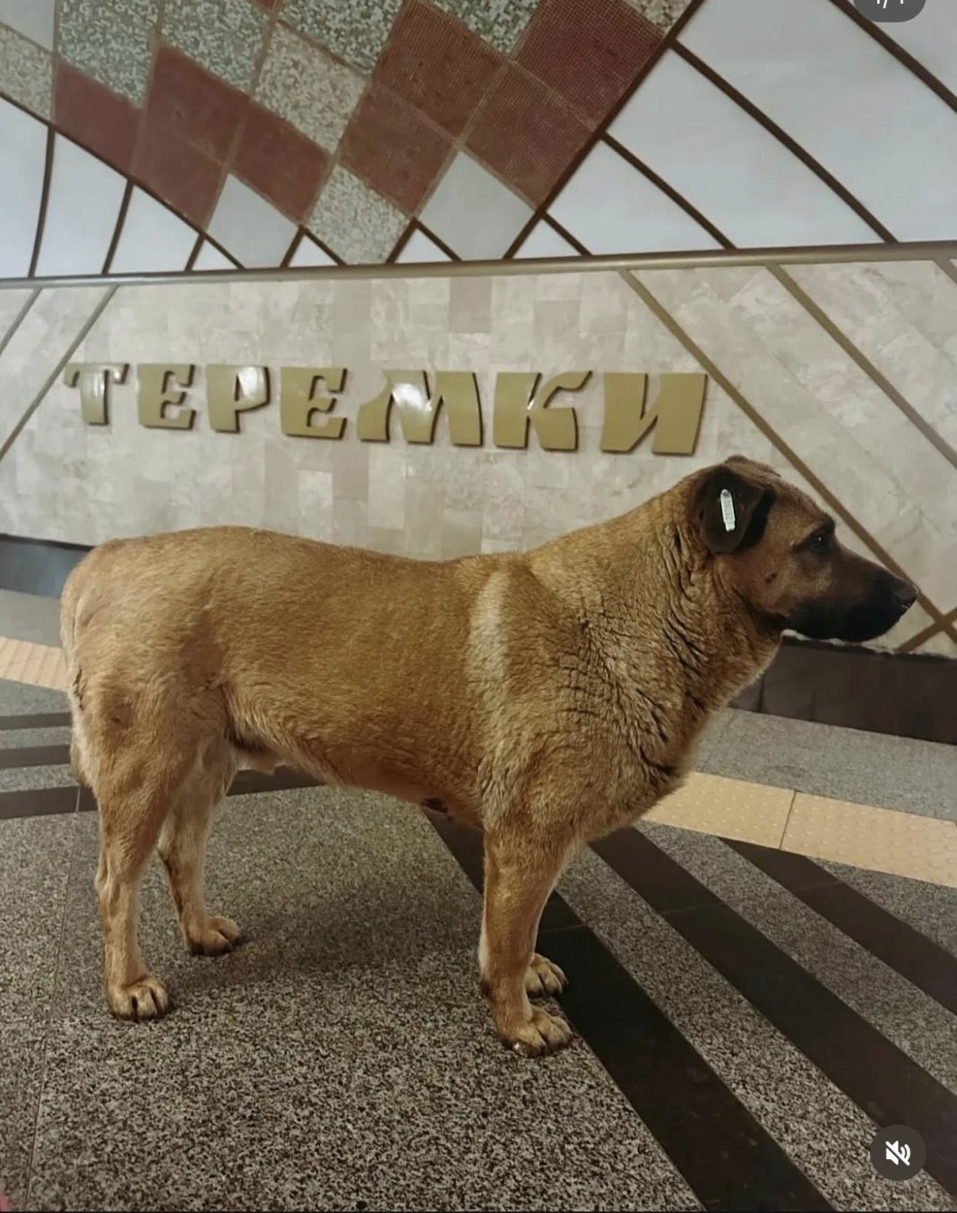 Пес Міша. Фото: Сніжана Бугрік