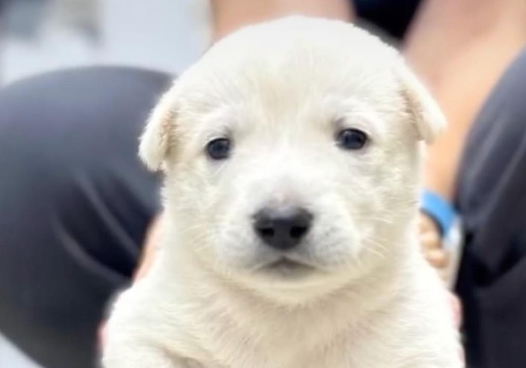 Цуценя Руся. Фото: скриншот з відео Kyiv Animal Rescue Group
