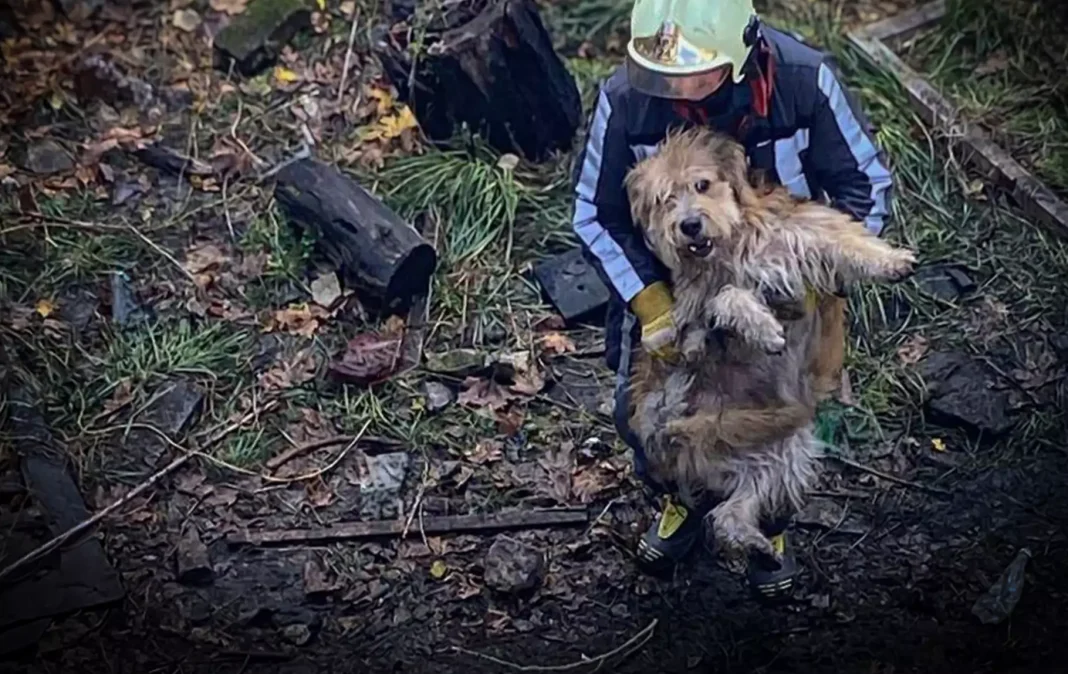 Рятувальники дістали собак з відстійника. Фото: ГУ ДСНС Київщини