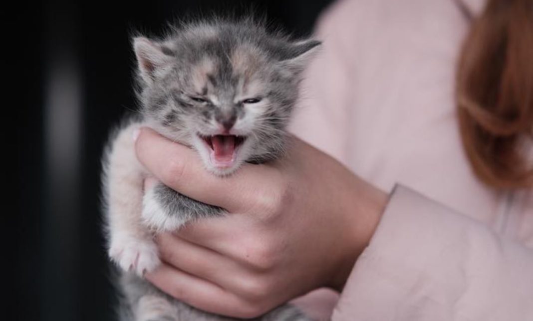 Один з котиків. Фото: ДСНС