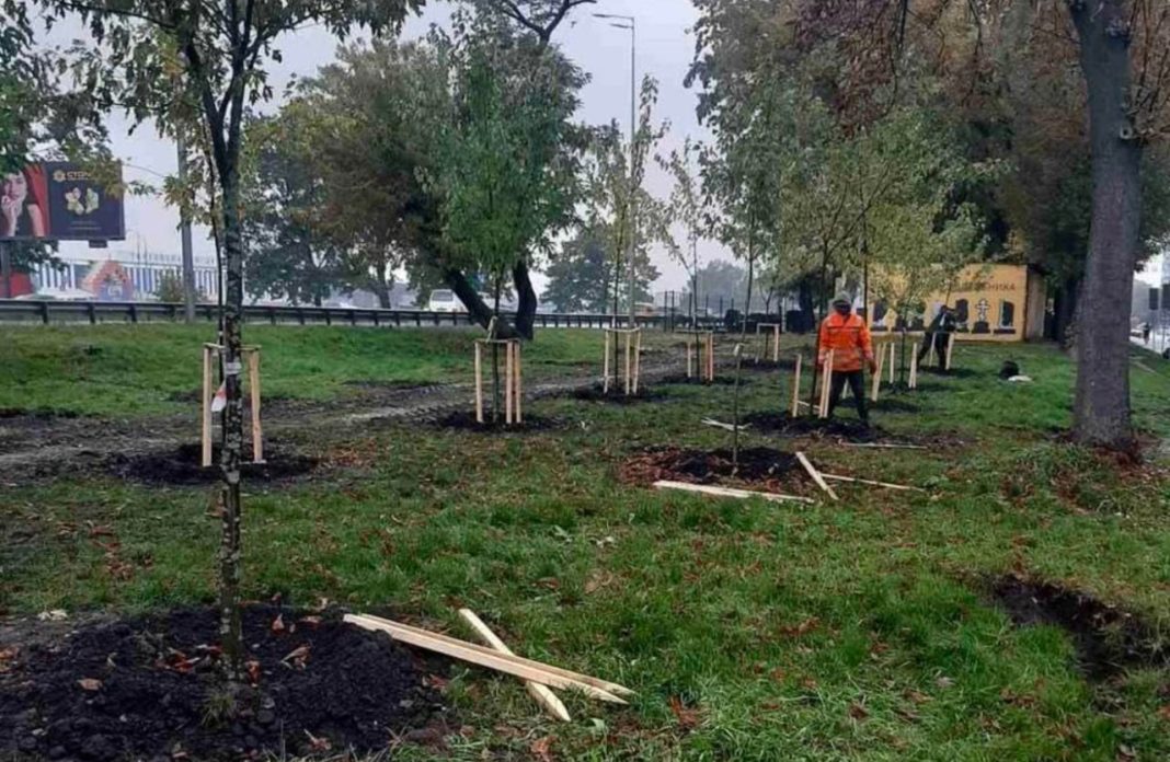 Нові дерева. Фото: Київзеленбуд