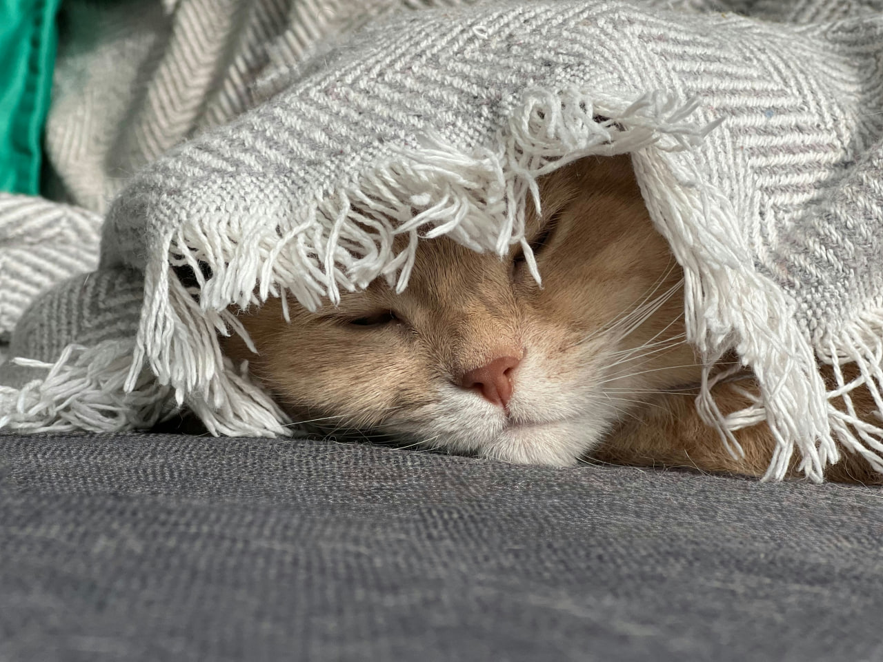 Кіт, котик, ковдра
