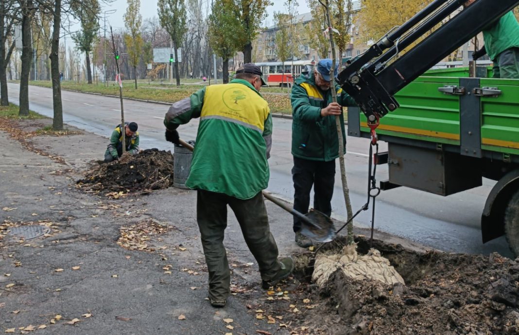 дерева