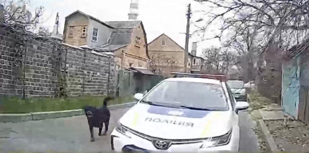 Собака, яку застрелили. Фото: скриншот з відео патрульної поліції