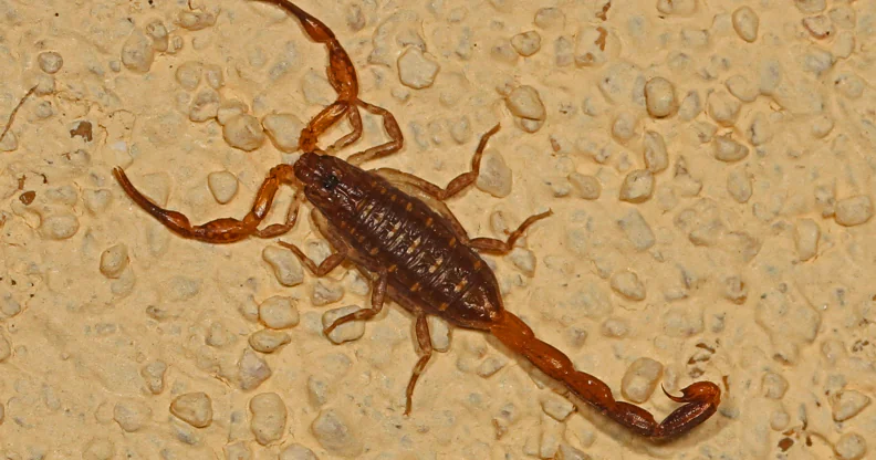 Вид скорпіонів з роду Centruroides. Фото: Telegraf