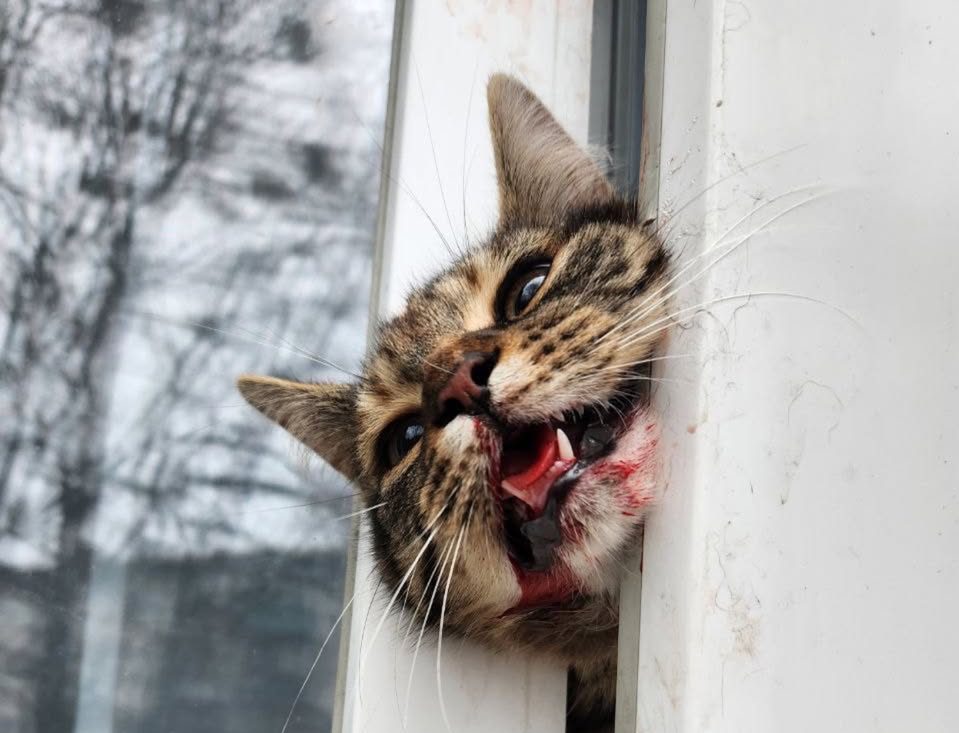 Врятована кішка. Фото: Kyiv Animal Rescue Group