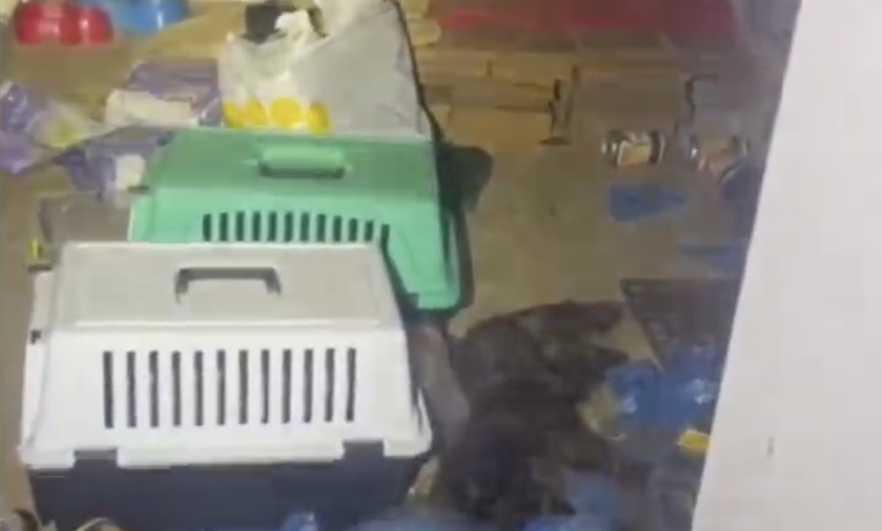 Ситуація в притулку на Київщині. Фото: скриншот з відео КАРГ