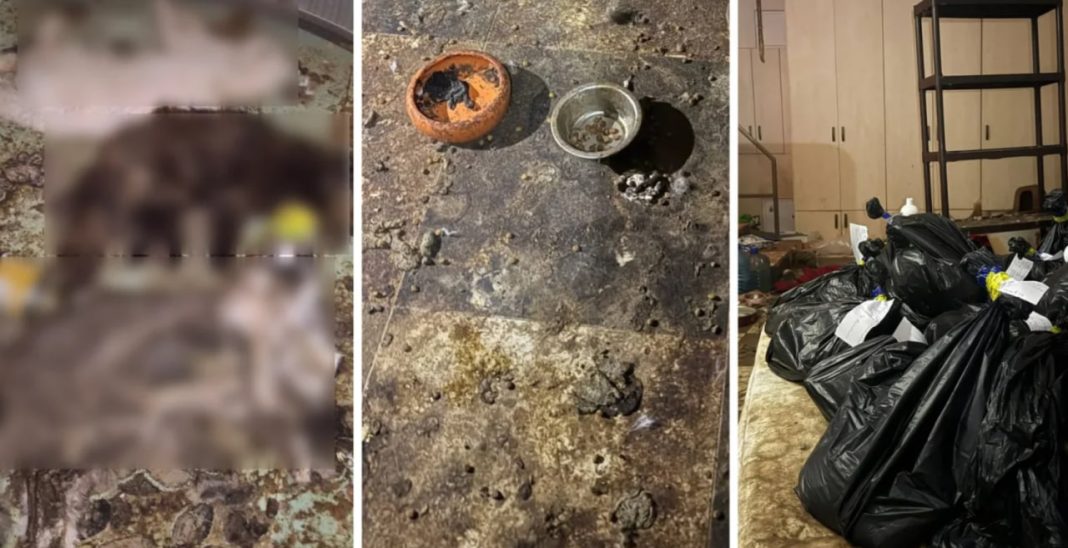 Ситуація в притулку. Фото: скриншоти зі сторінки Сніжани Бугрик