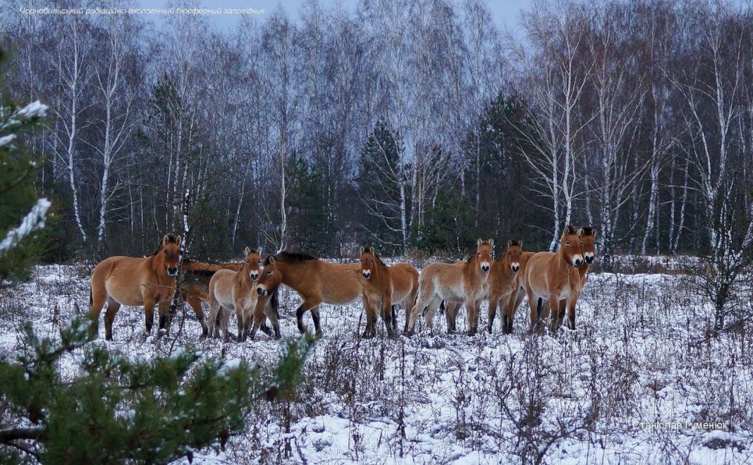 Коні Пржевальського. Фото: Чорнобильський радіаційно-екологічний біосферний заповідник