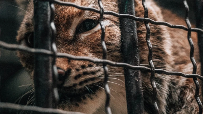 Євразійська рись. Фото: The Big Cat Sanctuary UK/Instagram