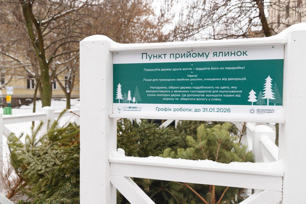 Пункт прийому ялинок у Києві. Фото: КО 
