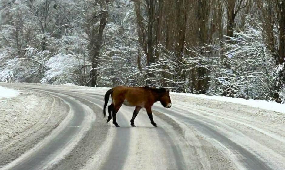 Кінь Пржевальського у заповіднику. Фото: Чорнобильський радіаційно-екологічний біосферний заповідник