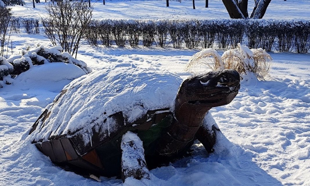 Зимовий парк у Києві. Фото: Лариса Глазкова