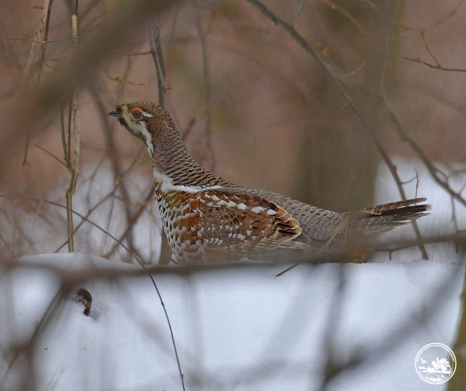 Орябок лісовий (Tetrastes bonasia). Фото: Чорнобильський Радіаційно-екологічний Біосферний Заповідник