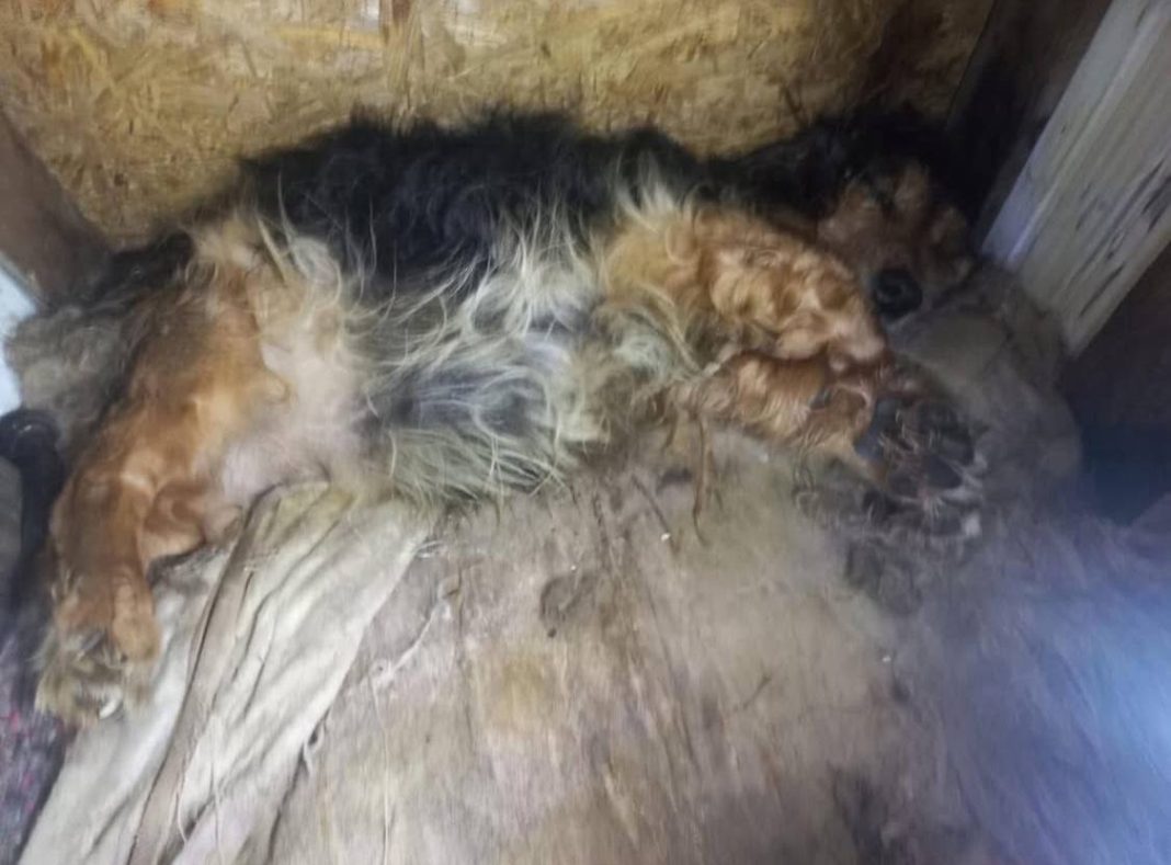 Мертвий собака. Фото: animalshelphomeless