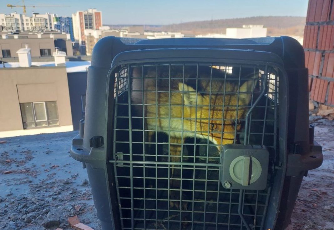 Порятунок лисиці, яка видерлася на дах недобудови. Фото: Kyiv Animal Rescue Group