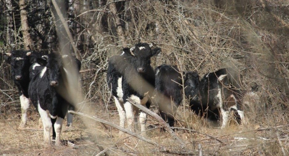 Стадо здичавілих корів. Фото: Чорнобильський Радіаційно-екологічний Біосферний Заповідник