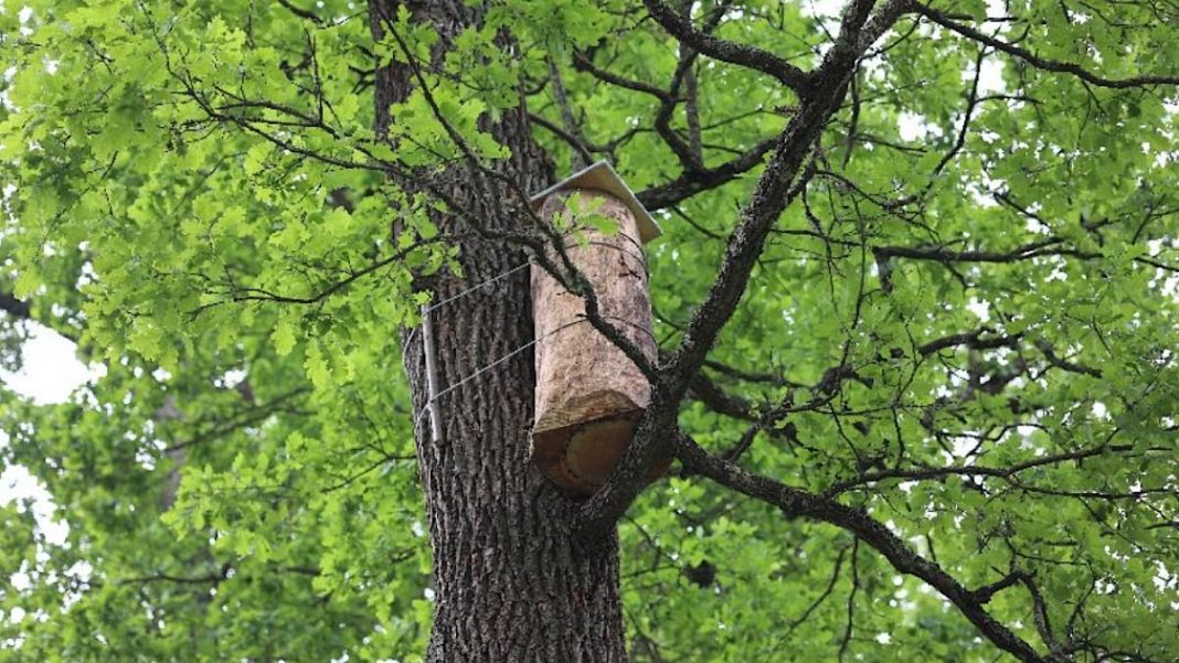 Будинки для комах: Фото: Instagram/wwf_ukraine