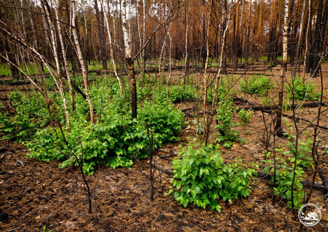 Ділянки, які нещодавно постраждали від вогню. Фото: Чорнобильський Радіаційно-екологічний Біосферний Заповідник