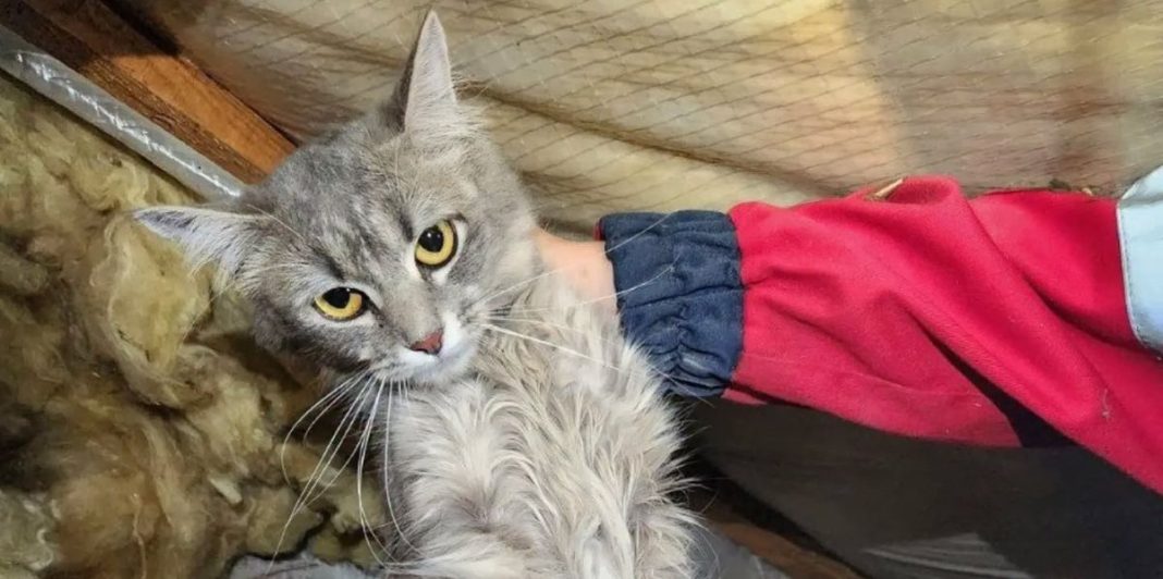 Кішка, яка застрягла у вентиляційних каналах. Фоо: Kyiv Animal Rescue Group
