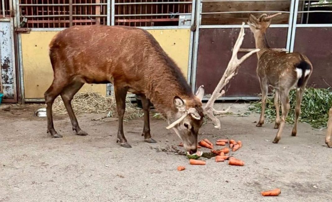 Олень Борис. Фото: Wild Animals Rescue Center
