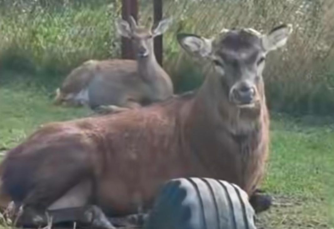 Олень Борис. Фото: скриншот з відео Wild Animals Rescue Center