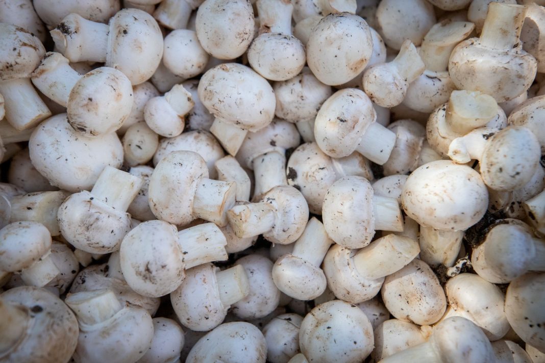 Сезонні ярмарки у Києві 20–25 жовтня: де та коли купувати продукти